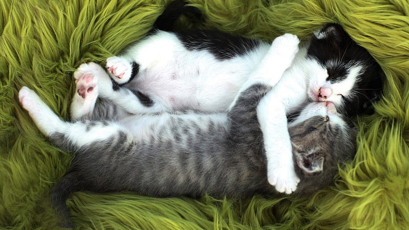 1920x1080px, 1080P free download | So Sweet Cat Hugs, Cute, Cats ...