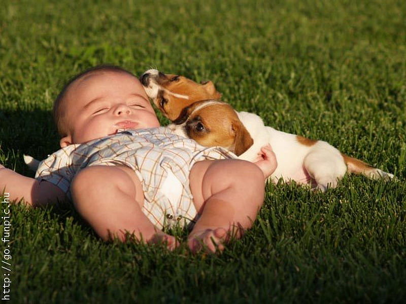 A BOY AND HIS PALS, cute, puppies, baby, asleep, HD wallpaper