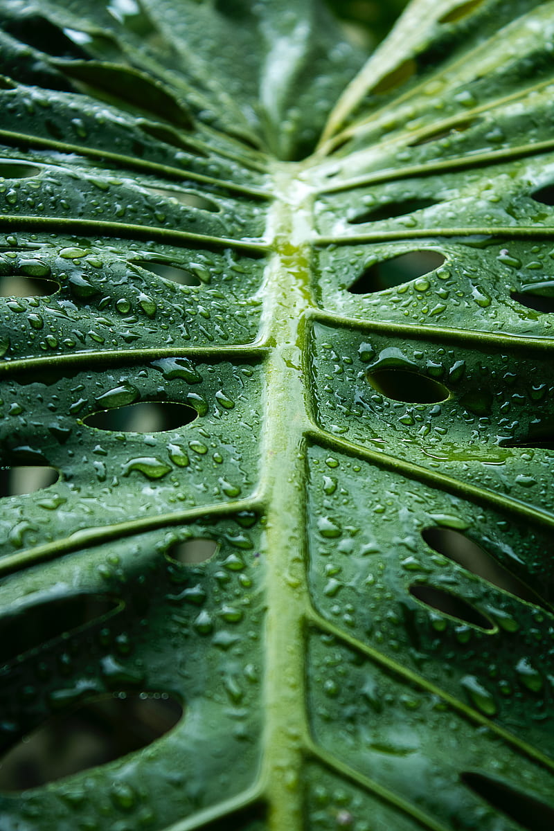 monstera, leaf, macro, drops, water, HD phone wallpaper