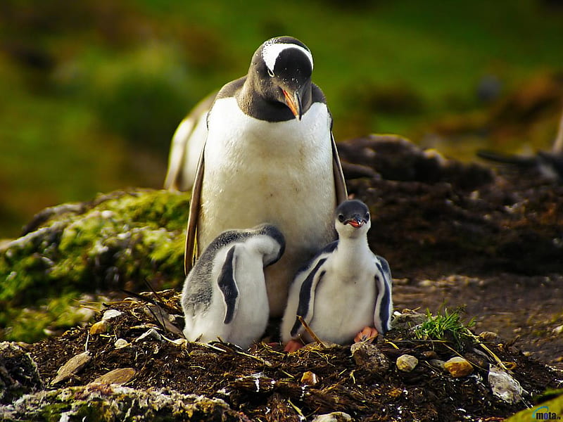 Penguin and babies, family, bird, baby, penguin, HD wallpaper