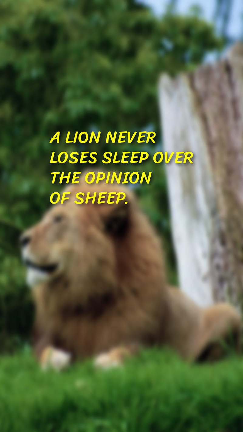 Lion , loses, motivational, never, opinion, over, quotes, sheep, sleep, HD phone wallpaper