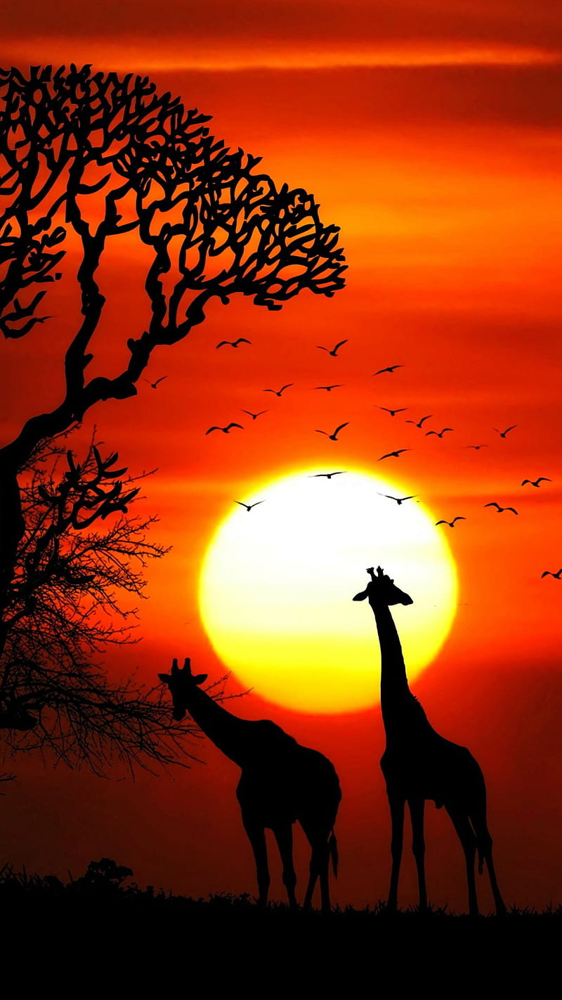 Giraffe , animal, silhouette, sun, bird, dark, shadow, HD phone wallpaper