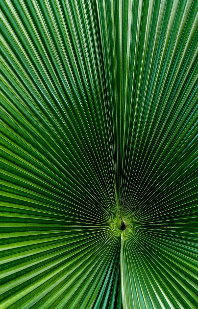 palm, leaf, green, surface, macro, HD phone wallpaper