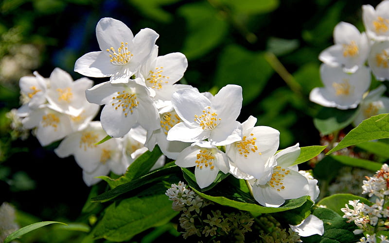 Jazmin, flores, naturaleza, blanco, Fondo de pantalla HD | Peakpx