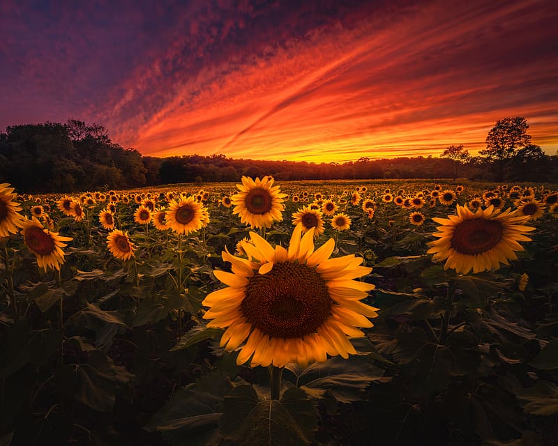 Nature Flowers Sunset Summer Field Sunflower Yellow Flower Hd