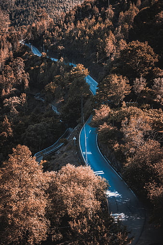 Road, winding, trees, nature, HD wallpaper | Peakpx