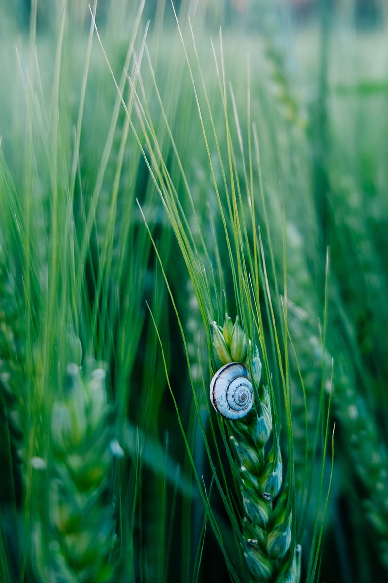 snail, shell, macro, ears, grass, green, HD phone wallpaper