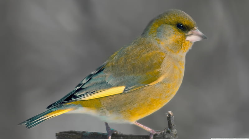 european greenfinch, yellow, greenfinch, bird, european, HD wallpaper