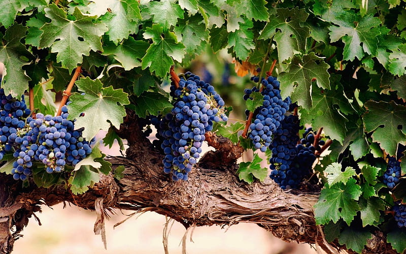 Blue Grapes, grapes, vine, leaves, blue, HD wallpaper