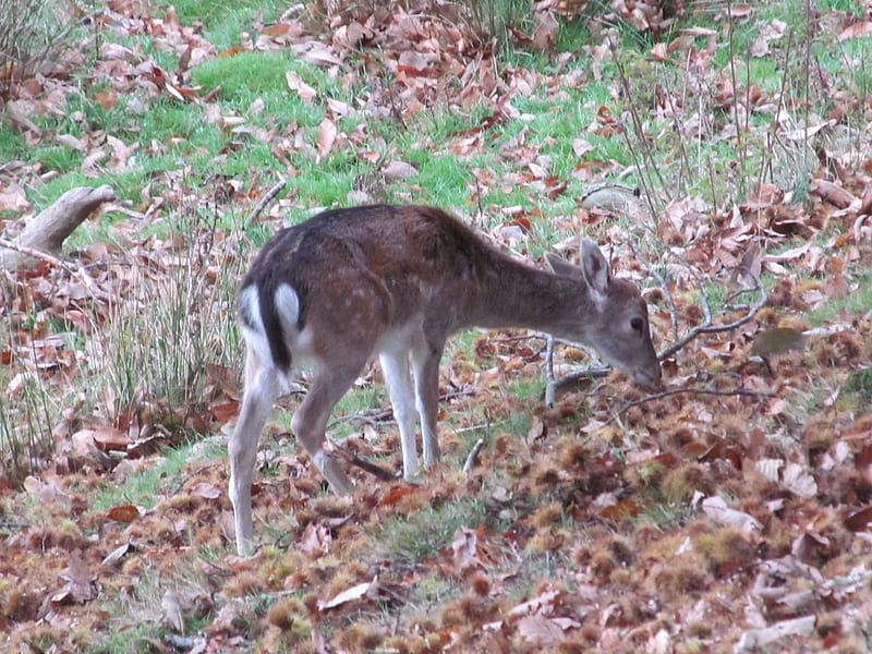 Fallow Deer, Sevenoaks, Parkland, Knole, Deer, Animals, HD wallpaper