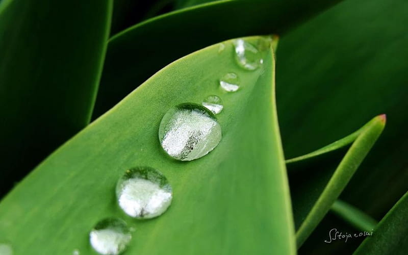 Raindrops on tulips leaf, raindrops, dew drops, spring, abstract, leaf, dewdrops, leaves, graphy macro, close-up, summer, rain, HD wallpaper