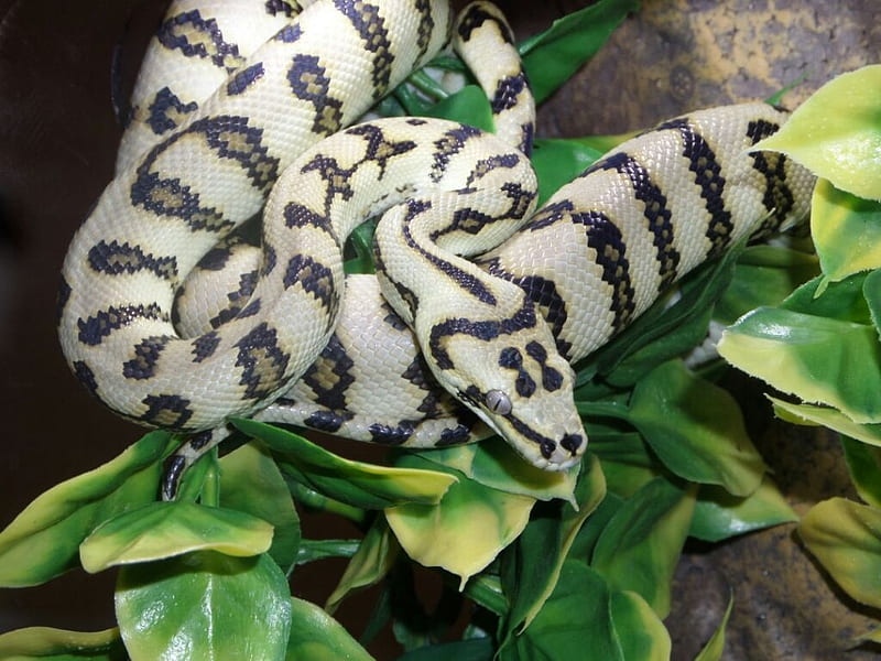 Irian Jaya Jaguar Carpet Python, pythons, reptiles, animals, snakes, HD wallpaper