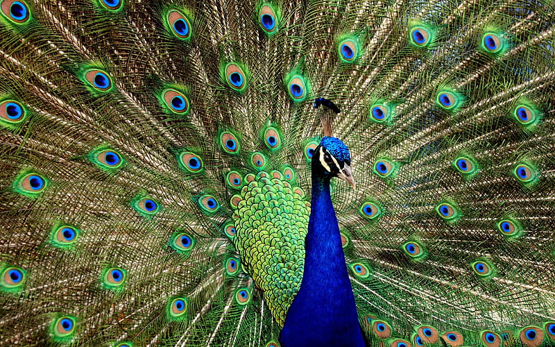 peacock, bird, tail, feathers, HD wallpaper