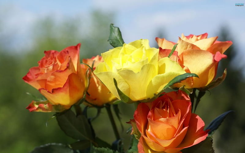 Rosas naranjas y amarillas, naranjas, flores, amarillas, naturaleza, rosas,  Fondo de pantalla HD | Peakpx