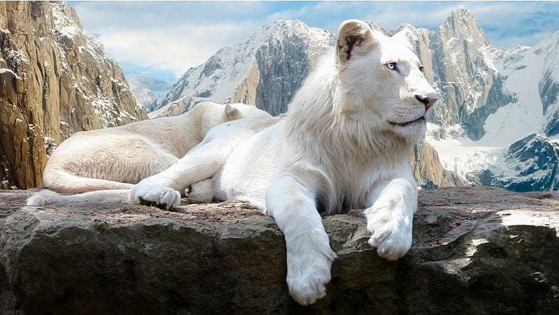 White Lion On Mountain, HD wallpaper