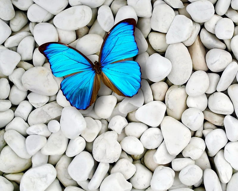 Blue Butterfly, landscape, nature, pebbles, rocks, stones, white stone, HD wallpaper