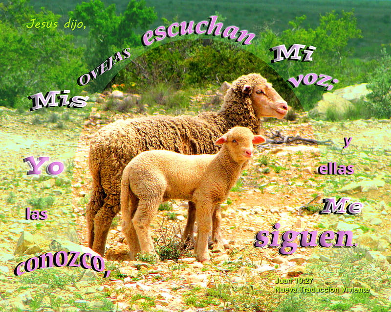 Mis Ovejas Me Siguen, ewe, sheep, stone, ranchland, plants, ranch, Bible, lamb, HD wallpaper