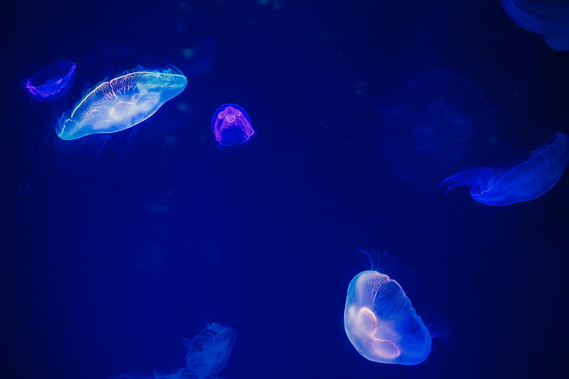 jelly fishes, HD wallpaper