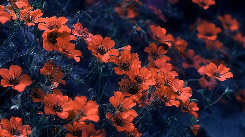 Orange Flowers With Leaves Orange Aesthetic, HD wallpaper