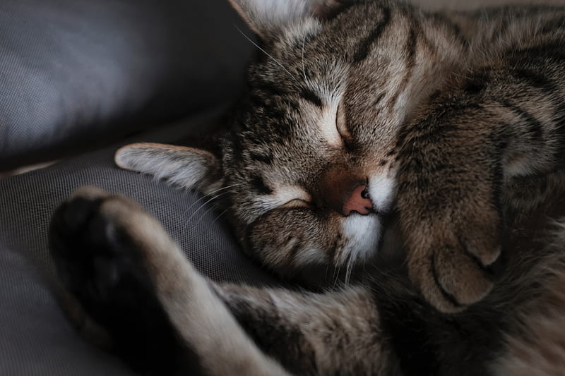 cat, sleep, muzzle, striped, HD wallpaper