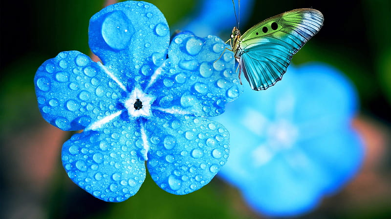 Rocío myosotis flores azules con gotas de agua en el desenfocado flores de  mariposa, Fondo de pantalla HD | Peakpx