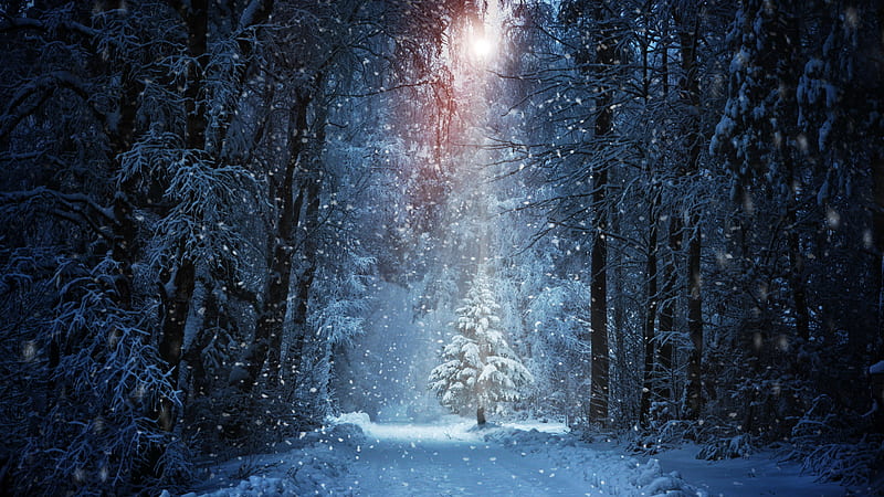 forest, winter, snow, sunlight, scenic, Nature, HD wallpaper