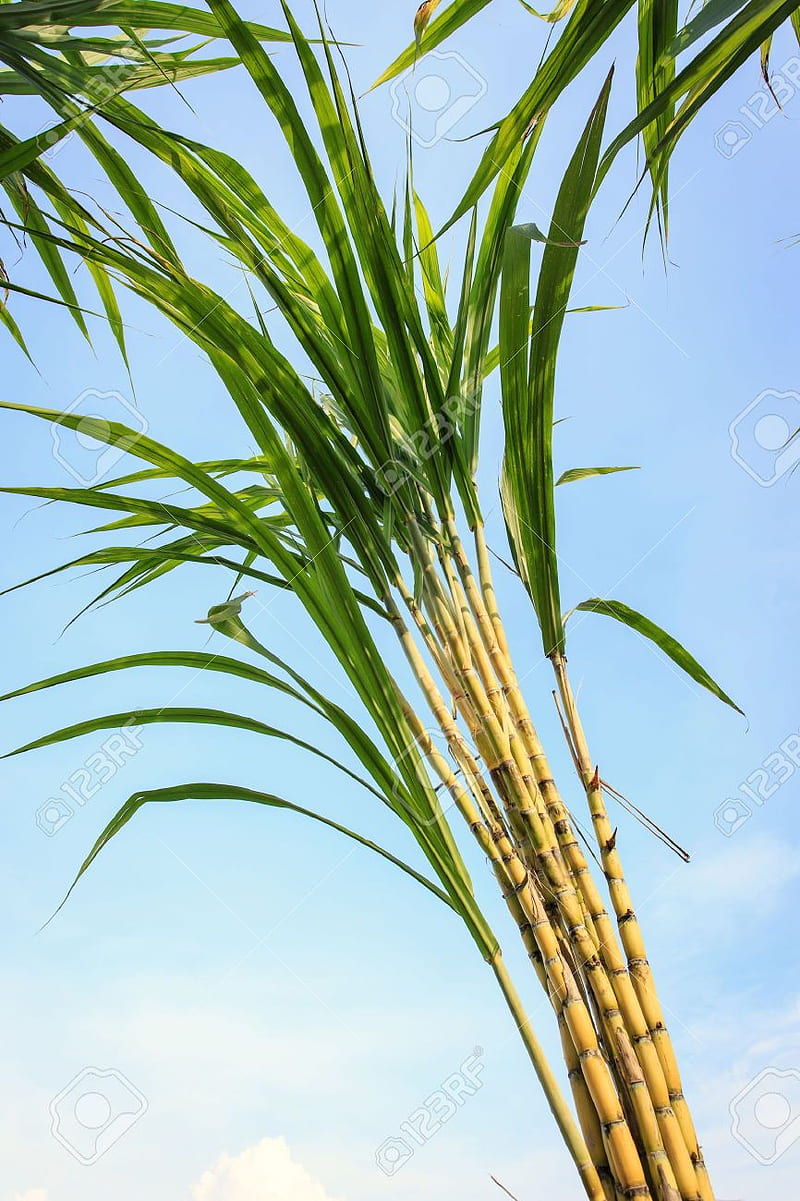 plantation rum, Sugarcane, HD phone wallpaper