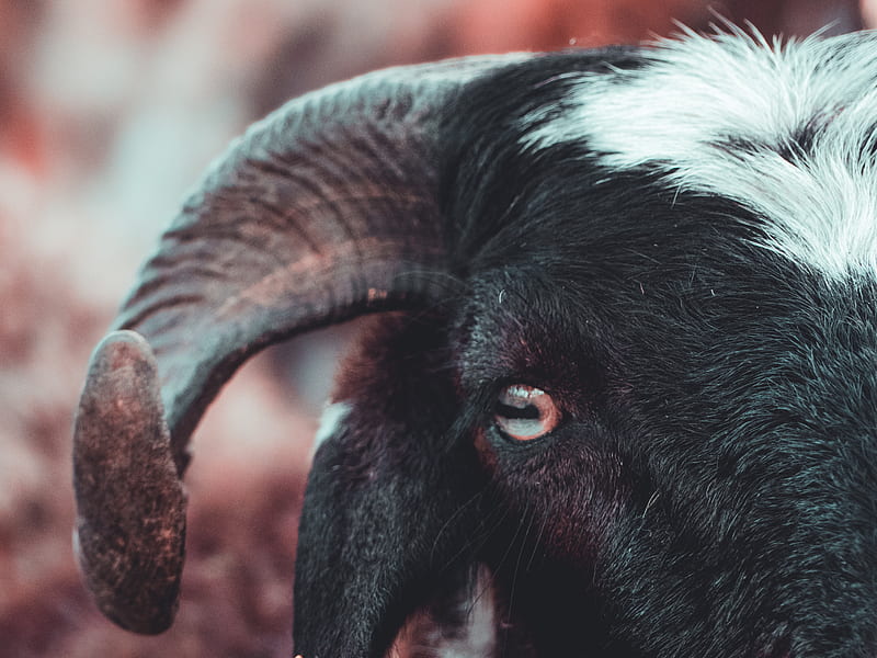 Close up of goat with horn, HD wallpaper | Peakpx