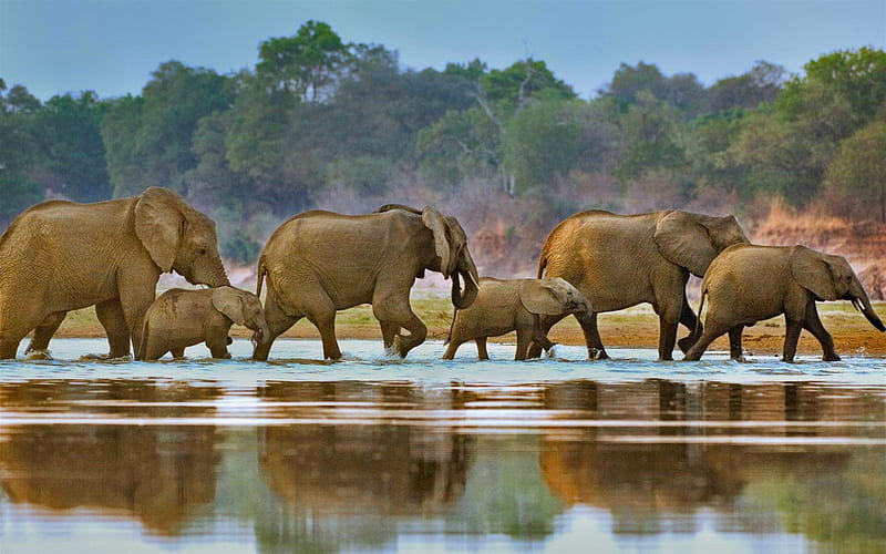 elephants, river, small elephants, Zambia, wildlife, Luangwa, Africa, HD wallpaper