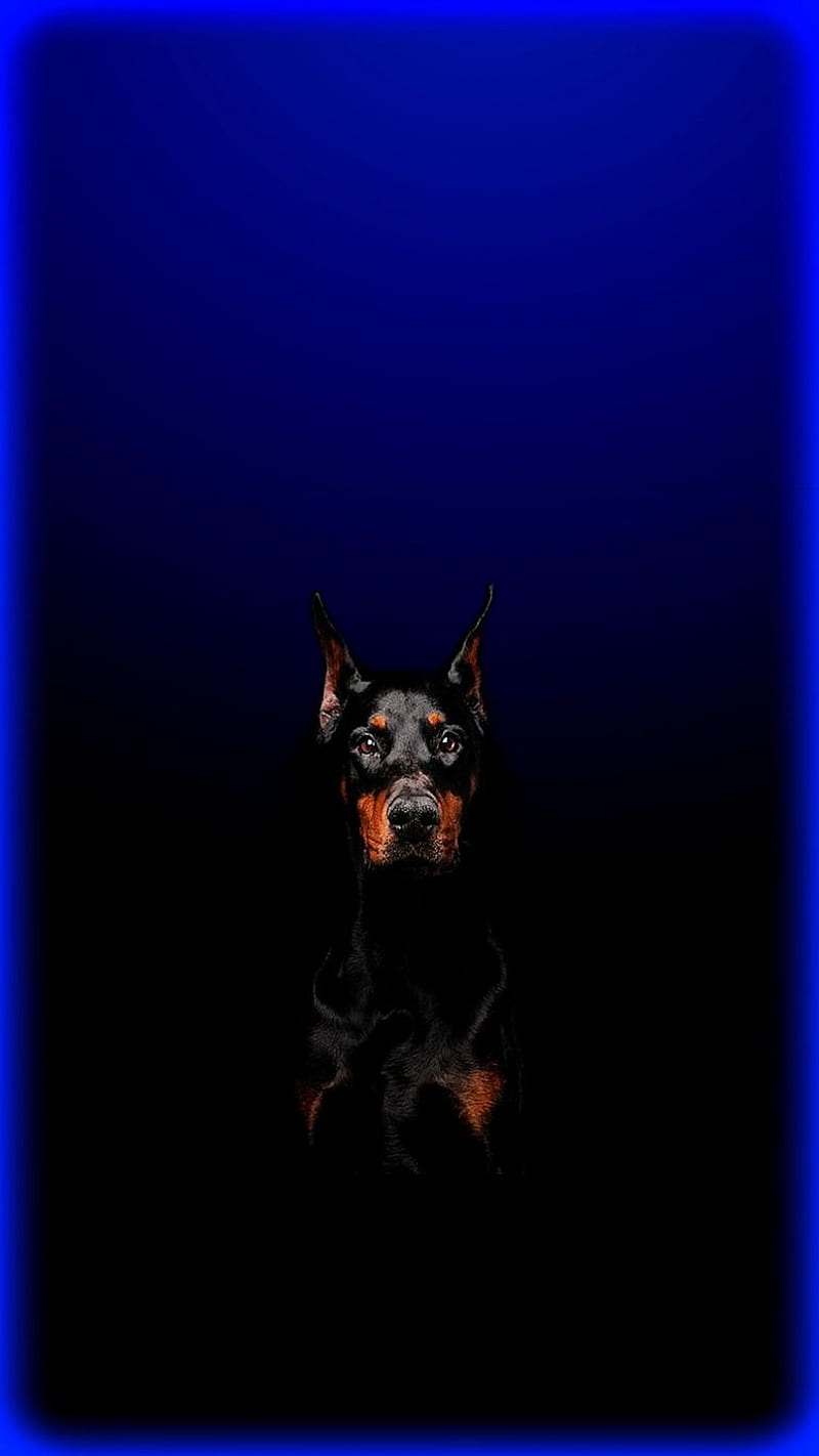 Doberman, black, blue, dog, HD phone wallpaper