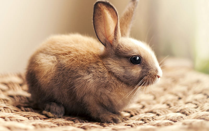 little bunny, cute animals, brown cute bunny, Easter, HD wallpaper