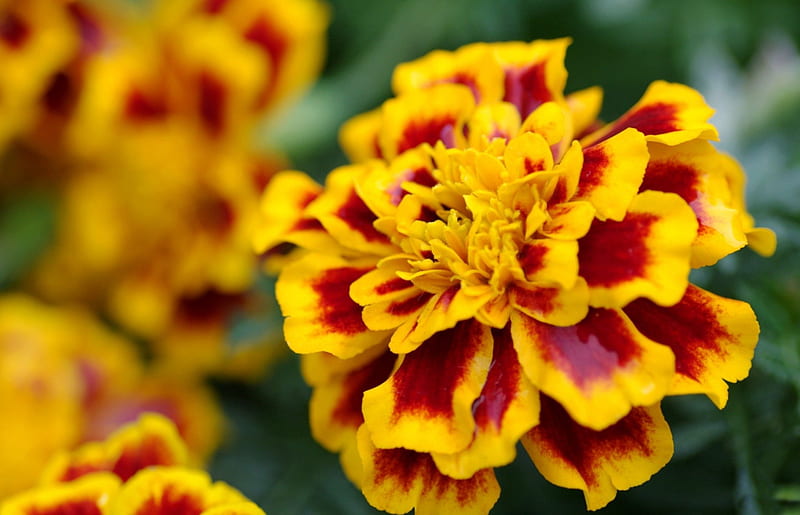 *** Marigold ***, piekny, marigold, kwiaty, nature, HD wallpaper