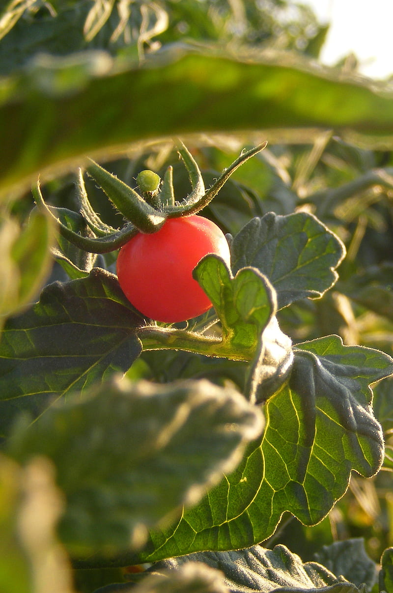 Tomato, sunset, HD phone wallpaper | Peakpx