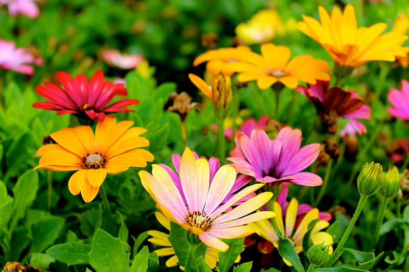 Assorted-color Flowers, HD wallpaper