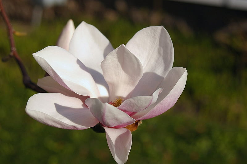 Flor de tulipán, primavera, árbol de tulipán, floral, gráfico, magnolia  japonesa, Fondo de pantalla HD | Peakpx