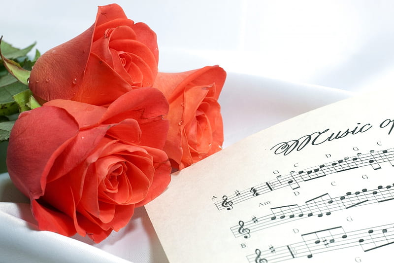♪ ♬ My feelings sound for you...♪ ♬♪ ♬, red roses, wonderful, immaculate,  music notes, HD wallpaper | Peakpx