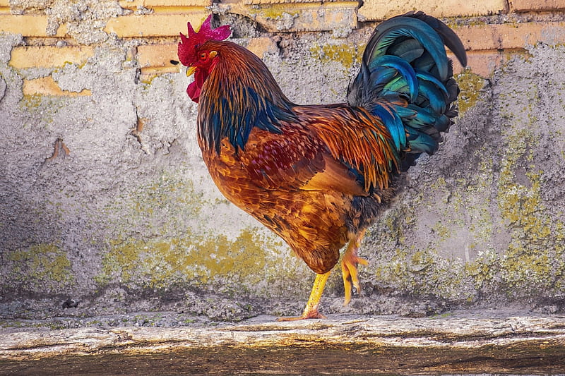 Proud rooster, rooster, graphy, proud, fowl, bird, color, cock, feathers, HD wallpaper