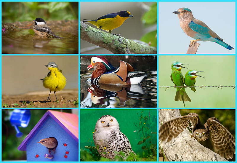 BIRDS MIXED, PRETTY, ART, BIRDS, COLLAGE, HD wallpaper