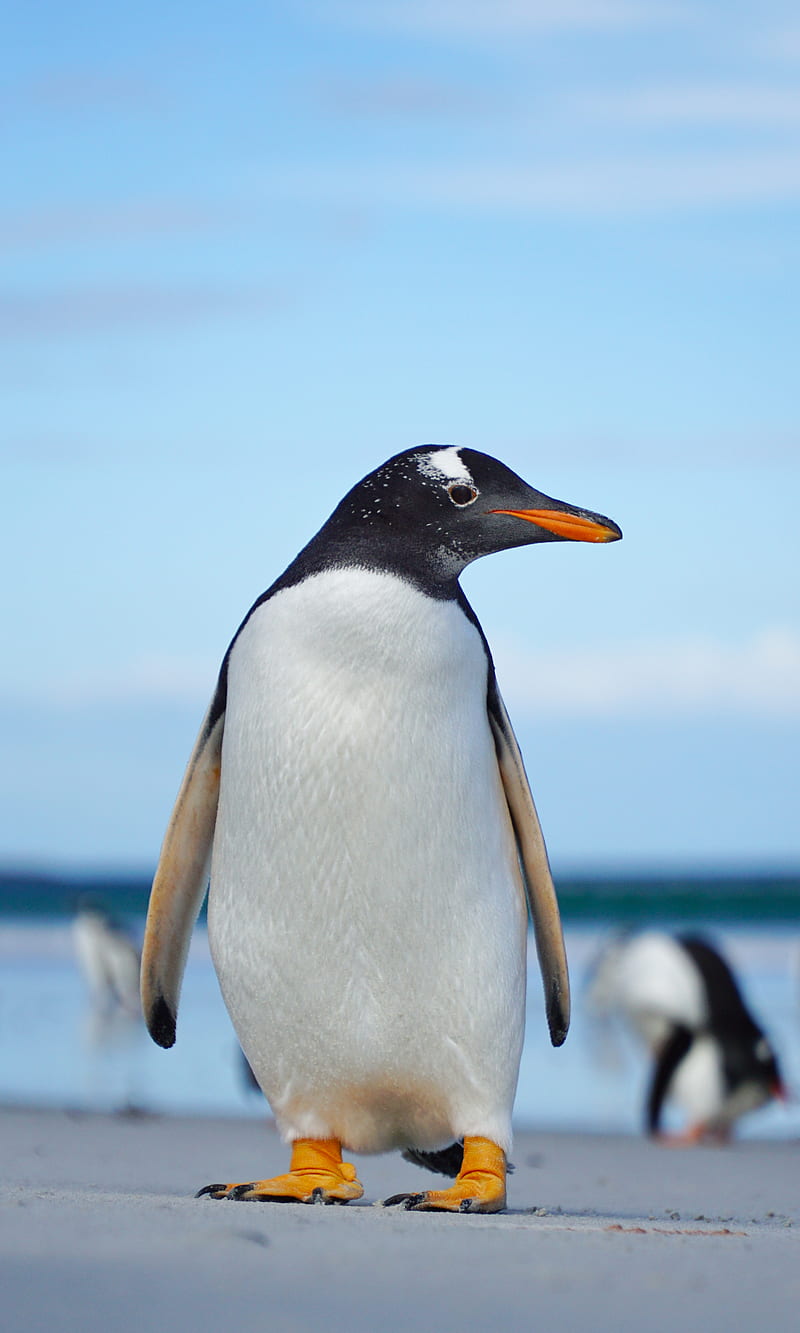 gentoo penguin, penguin, bird, wildlife, HD phone wallpaper