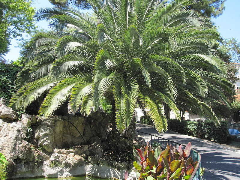 magnifique palmier !, soleil, mer, hamac, paradise, HD wallpaper