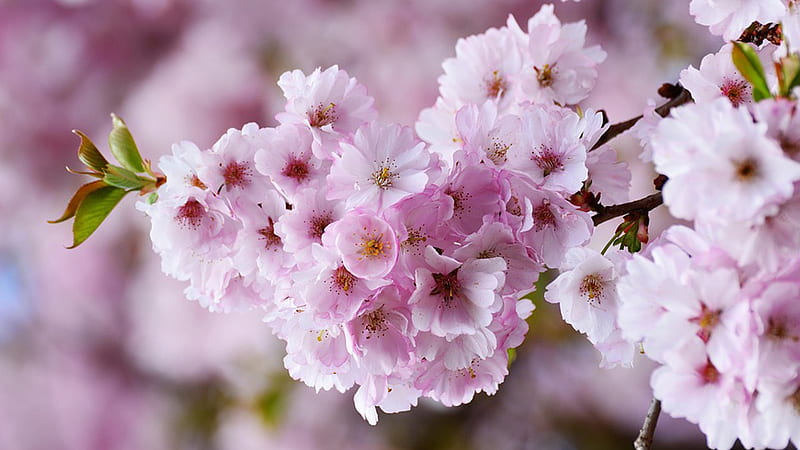 Cherry Blossoms, sakura, japan, Washington DC, delicate, floral, Firefox Pesona theme, flowers, plum blossoms, HD wallpaper