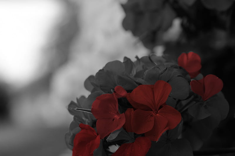 Red Monochrome, red roses, red petunia, macro red, red flower, petunias, HD wallpaper