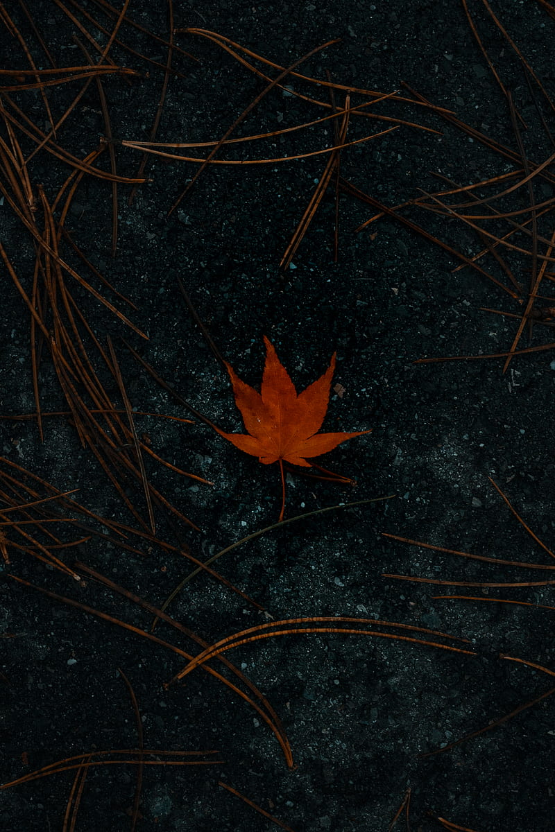 red maple leaf on brown grass, HD phone wallpaper
