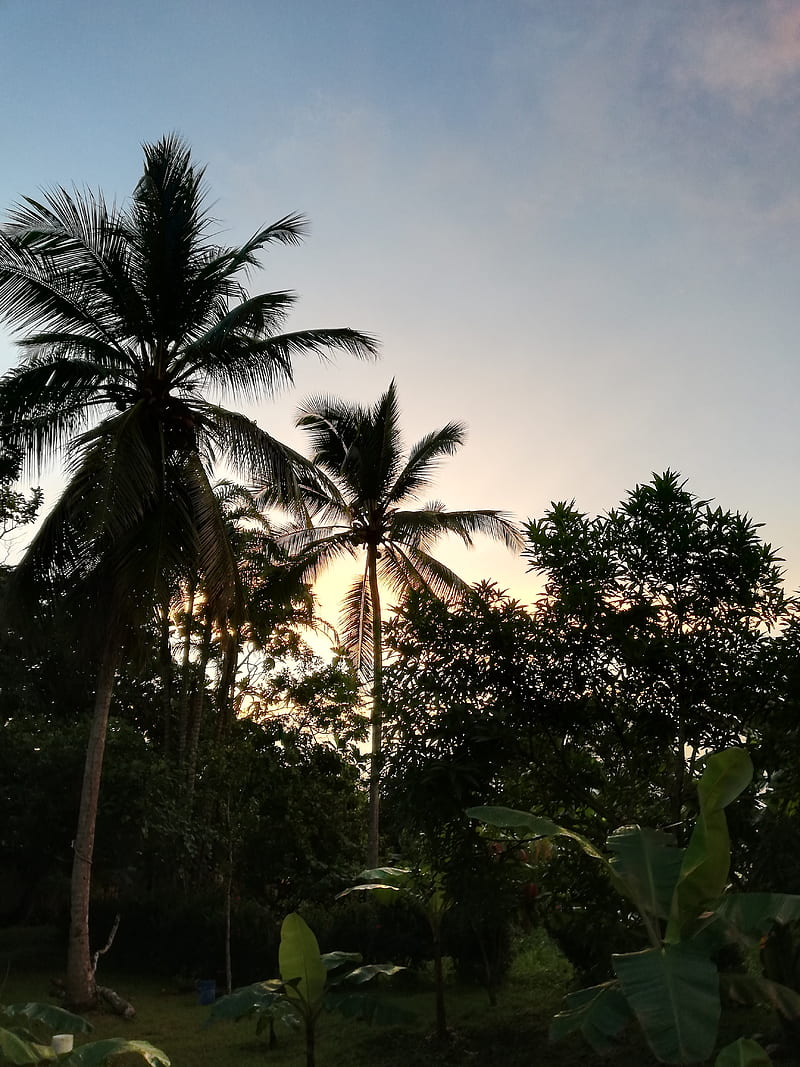 Palmas, natural, palms, sunset, trees, HD phone wallpaper | Peakpx