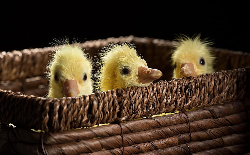 Ducklings, cute, bird, basket, yellow, easter, duckling, HD wallpaper