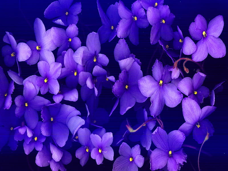 Sweet violets, purple, flowers, black, february flower, violets, HD wallpaper
