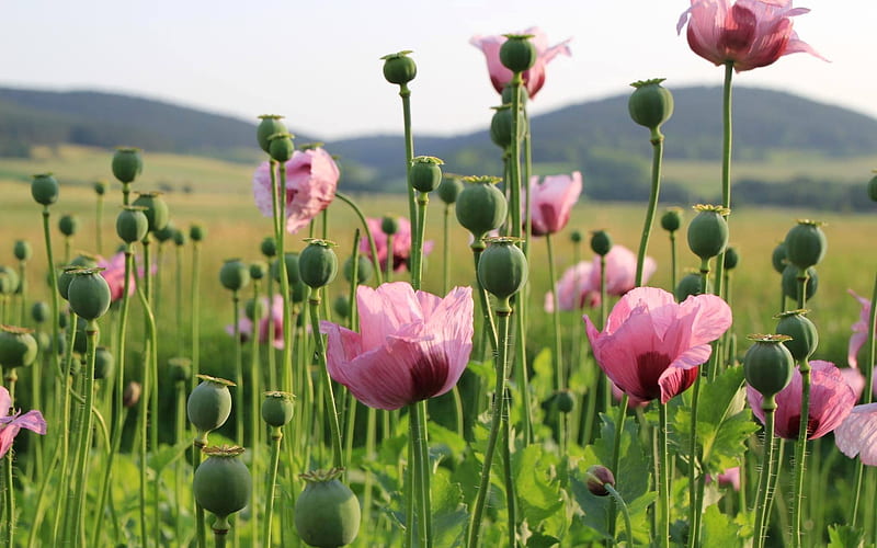 Pink Poppies, flowers, nature, pink, poppies, HD wallpaper