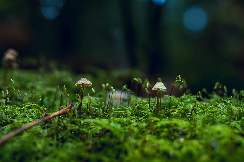 Close-Up of Fungi, HD wallpaper