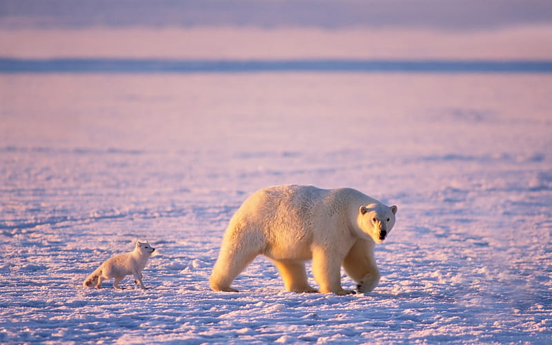 polar bear hunting expect to be left after the flesh, HD wallpaper