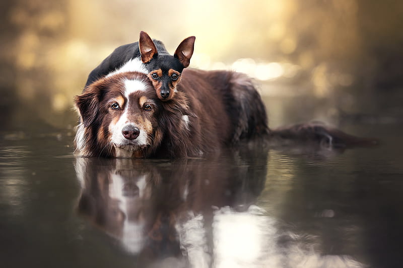 Dogs, Dog, Border Collie, Miniature Pinscher, Water, HD wallpaper